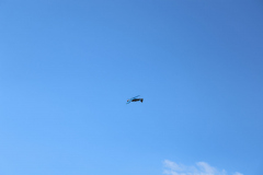 IB0A4361