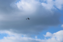 IB0A4393